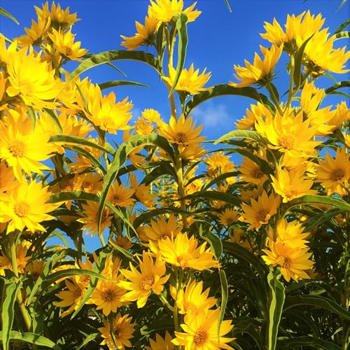 TomorrowSeeds - Maximilian Sunflower Seeds - 3000+ Count - for 2026 Planting Prairie Sunflower Perennial Wildflower Drought Tolerant Deer Resistant Tall Yellow Flower Grow Your Own Home Farm Patio