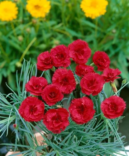 Dianthus plumarius 'Desmond' ca. 9x9 cm Topf - Pfingstnelke, rosa Blüten, Blütezeit Mai-Juni, ideal für Steingärten, duftend, pflegeleicht