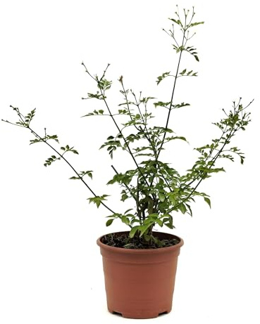 Planta Jazmin Grandiflora(Jazmín Andaluz) PORTES GRATIS