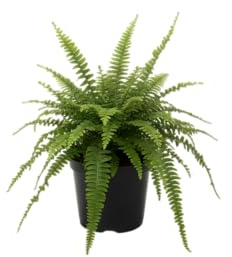 Helecho DECOALIVE Planta Natural Perfecta para Rellenar Rincones con Vida y Belleza