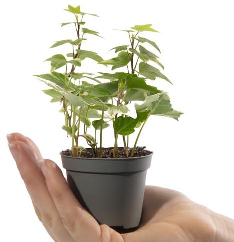 Baby English Ivy - Hedera Helix Variegata - Small Indoor Plant - House Plants for Home and Office - Grow Your Own Baby Plants - Indoor Plant in 6cm Pot