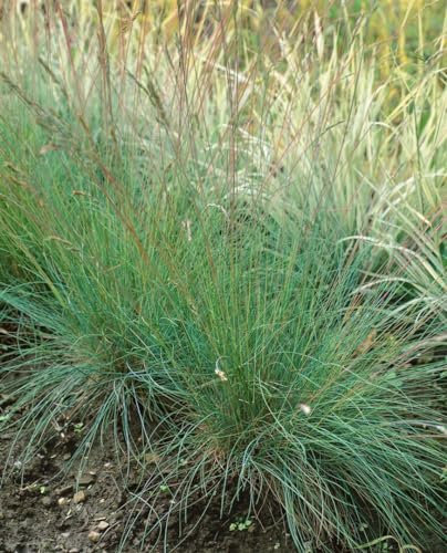 Festuca cinerea 'Golden Toupee' 9x9 cm Topf – Winterhart, Mehrjährig, Pflegeleicht – Blau-Schwingel – Ziergras für Steingarten & Rabatte