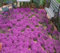 80 piezas de semillas de flores de tomillo rastrero