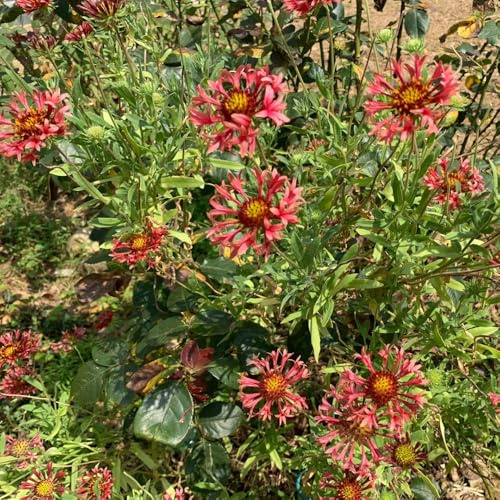 Kokardenblume, gartendeko für draußen schmetterlingswiese blumensamen balkonpflanzen alte sorten seltene steingartenpflanzen winterhart wildblumensamen stauden winterhart 400Samen
