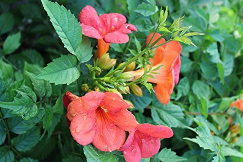Campsis tagliabuana 'Madame Galen' 100–150 cm – Winterhart & Mehrjährig & Pflegeleicht – Trompetenblume – Kletterpflanze für Pergola & Rankhilfe