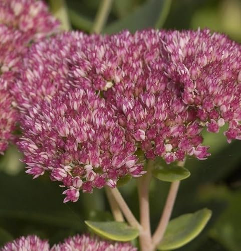 Große Fetthenne Mr Goodbud - Sedum telephium - lebende Gartenpflanze aus den Baumschulen