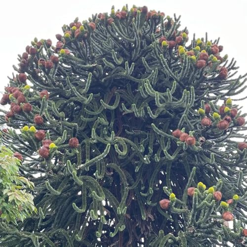 araucaria araucana - alte sorten immergrüne winterhart bonsaibaum garten hochbeet balkon kübelpflanzen deko zimmerpflanzen 50samen