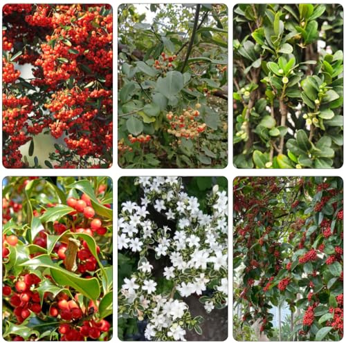 semi da agrifoglio - Ilex aquifolium giardino da letto per giardino perenne resistenti interni semi bonsái decorazione letto 300pcs