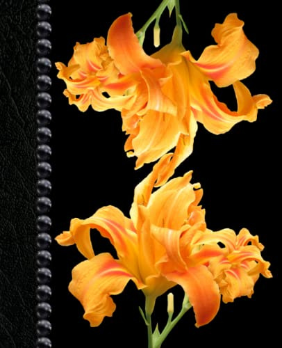 Orange Daylilies Notebook