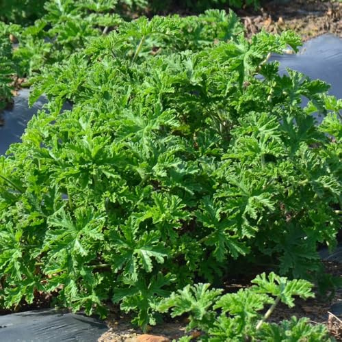 gerani profumati geranio limone selvatiche rare per balcone biolo 150semi