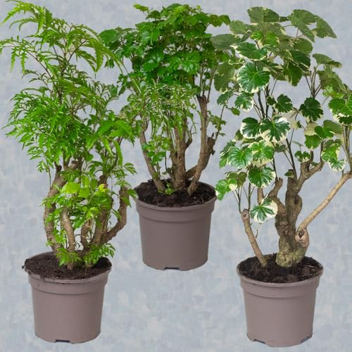 Polyscias House Plants – Elegant Indoor Greenery for Home & Bedroom Decor – Alternative to Artificial & Fake Plants – Perfect for Plant Pots & Office Spaces (3 x Mixed Polyscias)