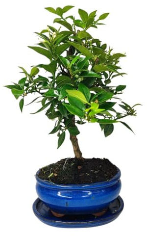 I GIARDINI DI GIULIA - Bonsai Chinotto 8 Anni (Citrus Myrtifolia) in Vaso di Ceramica con Sottovaso | Pianta Vera Sempreverde Profumata con Fioritura e Frutti Ornamentali Non Commestibili
