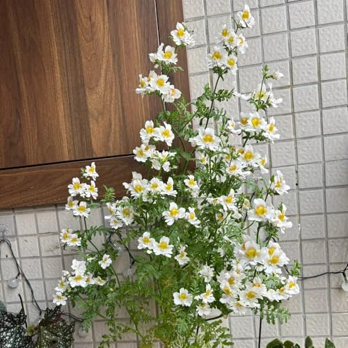 bauernorchideesamen - Schizanthus pinnatus - balkon winterhart steingartenpflanzen alte sorten 200pcs