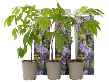 Plant in a Box - Wisteria sinensis - Kletterpflanze - Blauregen - Winterhart - 6er Set - Topf 9cm - Höhe 25-40cm