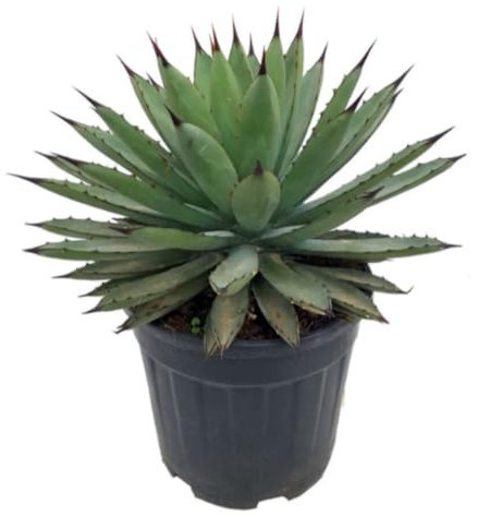 Planta natural Agave Macroacantha, 40 cm. Suculenta con hojas gruesas y puntiagudas, con bordes espinosos y un color verde grisáceo. Segura Garden.
