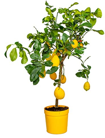 Bloomique - Citrus Limon - Zitrone - Zitronenbaum - Zitrusbaum - Obstbaum - Gartenpflanzen - 60-80 cm Hoch - Topf 21 cm