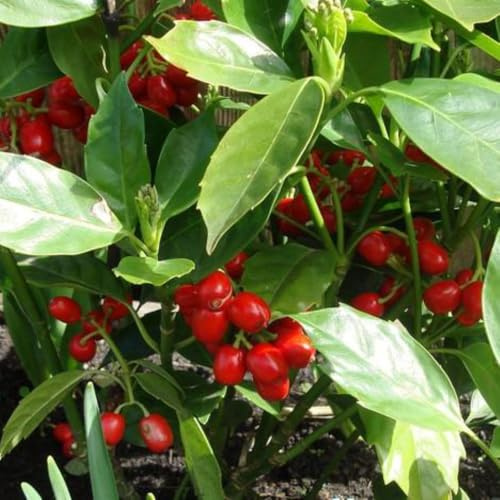 Aucuba Japonica 'Rozannie' – Lustrous Dark Green Foliage, Red-Purple Flowers, Bright Red Berries, Compact Japanese Laurel, 1X 3 Litre Pot by Thompson and Morgan