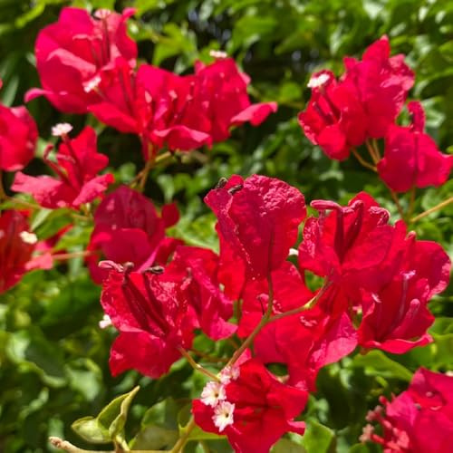 semi di bouganville, Bouganville spectabilis, semi di perenne esotiche rare biologici decorazione 50pcs