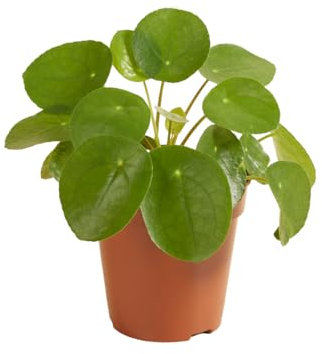 Bloomique - Pilea Peperomioides - Ufopflanze - Zimmerpflanzen - Luftreinigend - Tierfreundlich - 15-20 cm Hoch - Topf 12 cm