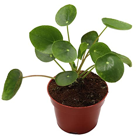 California Tropicals Rare Chinese Money Plant (Pilea Peperomioides) - Live House Plant, 4 Inch Pot for Easy Care, Perfect for Office, Home & Feng Shui Decor, Real Plants for Gardening