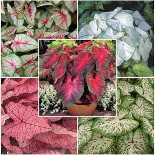 Elephant Ears for Planting UK Hardy Perennial Excellent Display Indoor and Outdoor Perennial Strong Plants That Grow Well Greening -15Bulbs-greenF