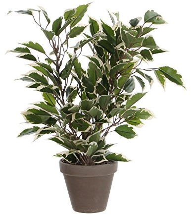 Mica decorations FICUS Natasja IM Stan Topf, Polyester, Bunt/Grün, 30 x 30 x 40 cm