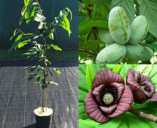 Veredelte Indianerbanane Prima Baum ca.100/120 cm. Asimina triloba I Papau, Pawpaw