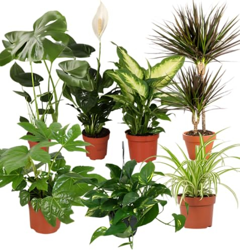 Impianto Plus - Set di 7 purificatori d'aria, Monstera, Spathiphyllum, albero del drago, Dieffenbachia, erba di zebrata, Fatsia, ederute, Ø 40 – 70 cm, qualità professionale