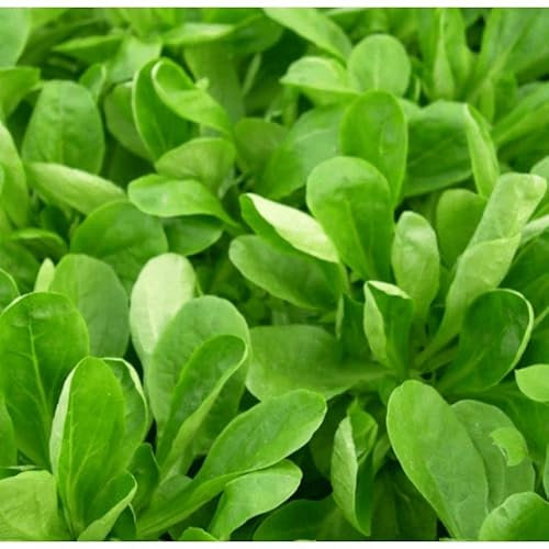 Semillas de Ensalada con Canónigos para Sembrar en Casa Valerianella Locusta