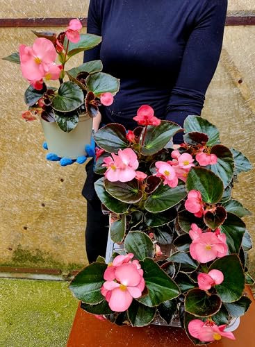 POWERS TO FLOWERS - BEGONIA BIG A FOGLIA VERDE SCURO E FIORE ROSA, 6 PIANTE VASO 14 CM DIAMETRO, piante vere