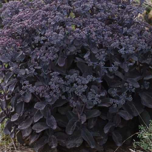 100 semillas de sedum negras
