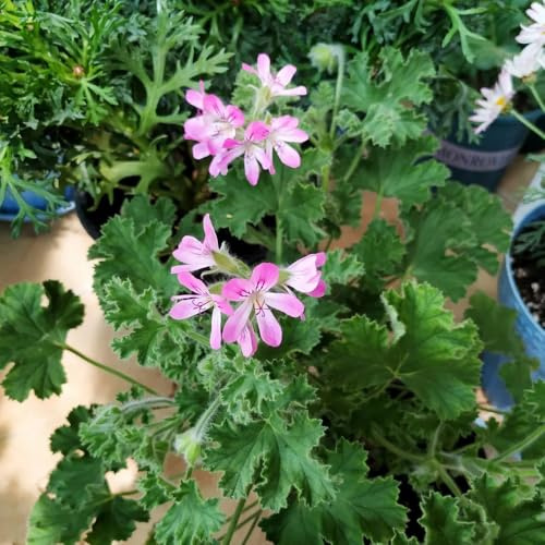 Semillas de geranio perfumadas, silvestres de variedades antiguas geranio limón, cultivo jardín raro exótico semillas jardineros productos 85pcs