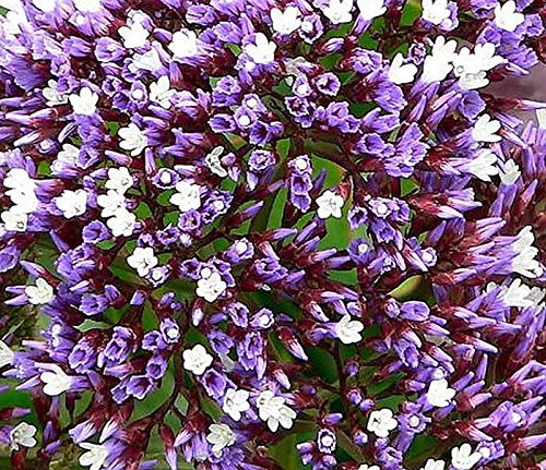 Limonium perezii aka della lavanda di mare 20 semi