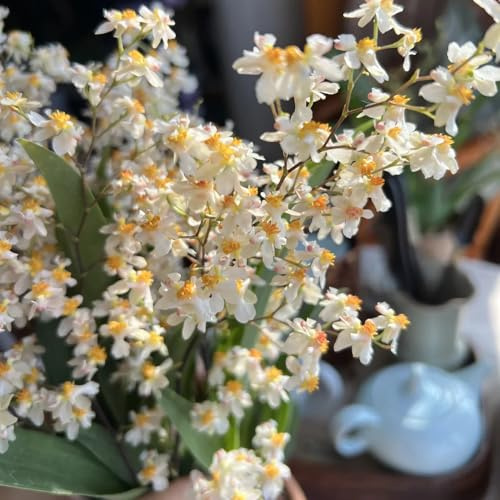 Semi di orchidea Oncidium, vecchie varietà Oncidium hybridum, decorazione del soggiorno d'appartamento regali per gli amanti del giardino da balcone 150pcs