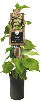 Kiwi-Pflanze männlich – Actinidia chinensis 'Atlas' – Bestäuber für weibliche Kiwi – kräftiger Wuchs – 50-70 cm – ideal für Garten & Obstbau