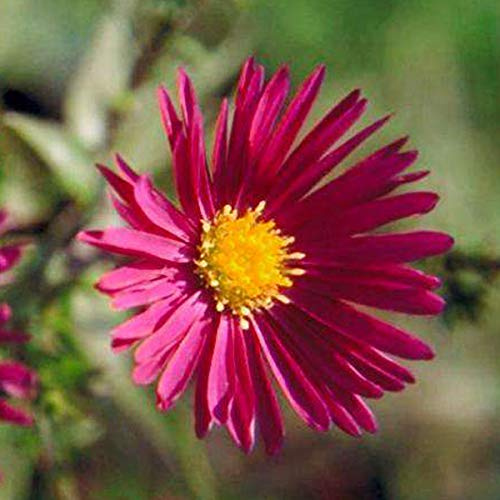 6 x Glattblatt Aster 'Crimson Brocade' - Aster Novi Belgii 'Crimson Brocade' Topf 9x9cm: Rote Blüten, kompakter Wuchs, ideal für Beete.