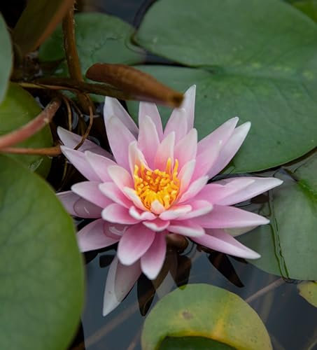 Lincolnshire Pond Plants Ltd - Rose Arey Water Lily - Live Water Plant Aquatic Pond Lake Marginal - Loose