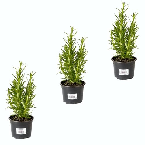 Romero Aromático |Pack 3 Plantas | DECOALIVE Plantas Aromáticas y para Cocinar