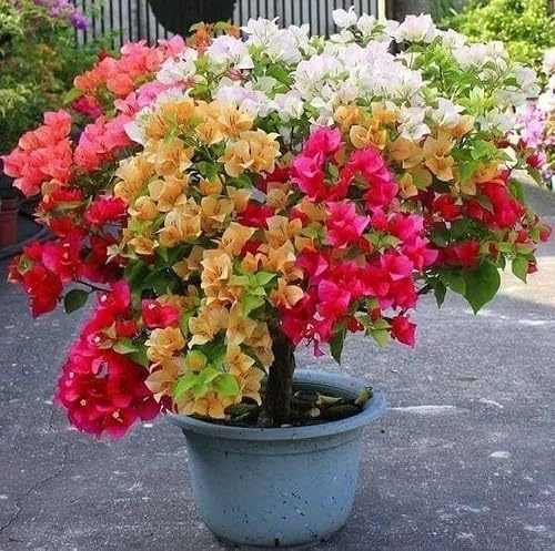 Lot de 100 graines de bougainvillier