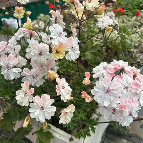geranien hängend - pelargonium - gartendeko für draußen kräuterpflanzen zierblumen für sonnige plätze hochbeet wohnzimmer deko balkonblumen schnittblumen bodendecker blumensamen 220samen