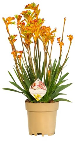 Bonplants Anigozanthos, Pianta Vera Zampe del Canguro, Vaso 17 cm, Altezza 60 cm (Arancio)