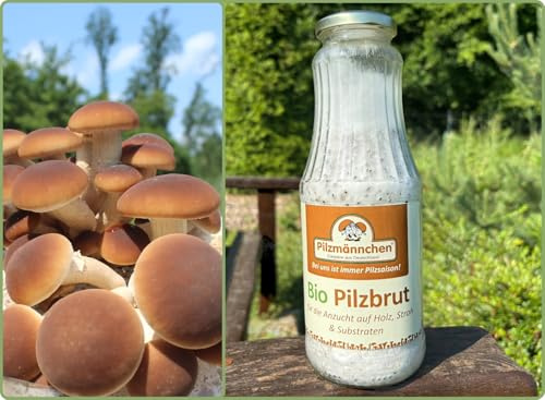 Bio Pioppino Körnerbrut - Pilze selber züchten