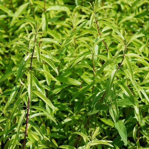 Planta Aromática Hierbaluisa |DECOALIVE | Planta Repelente Insectos