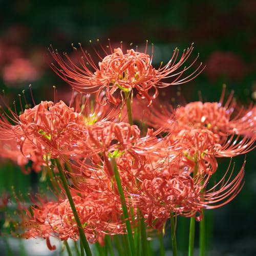 8 piezas bulbos de sangre jardín de bulbos lirio araña, bonsai del balcón pequeño para mujeres, interior exóticas