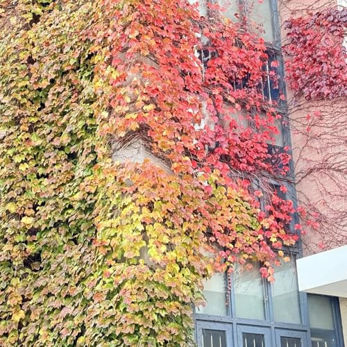 semi di vite selvatica, perenni resistenti, giardino da balcone, rampicanti 250pcs