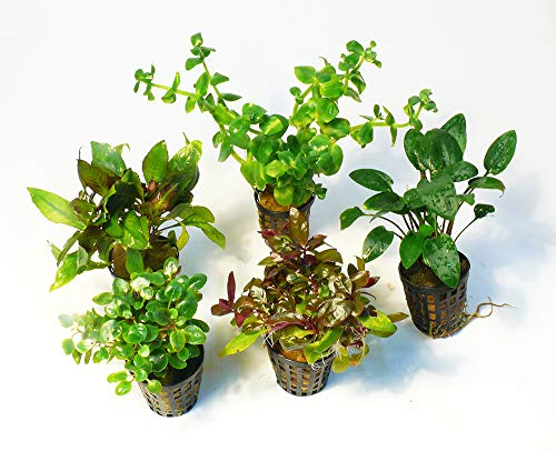 Zoomeister - 5 Verschiedene Töpfe Aquarienpflanzen für 60l Aquarium
