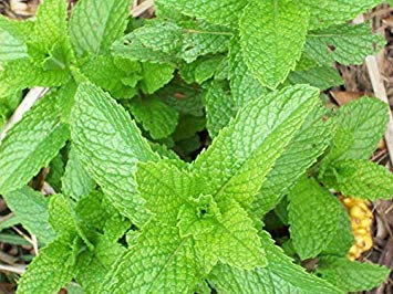 Potseed Germinazione I Semi: 15K Semi, o 1 grammo: Semi di Menta piperita di Zellajake Molti Formati Menta Facile Grow Tea 321