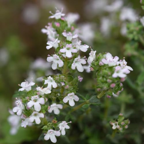 Kriechender Thymian stauden wildblumensamen mehrjährig winterhart blumensaat indoor garten mehrjährige blumensamen wildblumensamen blumendeko bodendecker topfpflanzen draußen 1000samen