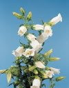 200 CAMPANELLE BIANCHE CANTERBURY - Campanula media Blumensamen * Pettine S/H
