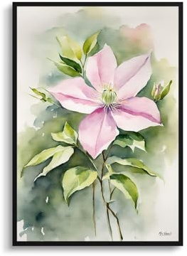Mrs Henri's Clematis Mayleen Art Print Watercolour Botanical Framed Montana Wall Art Poster